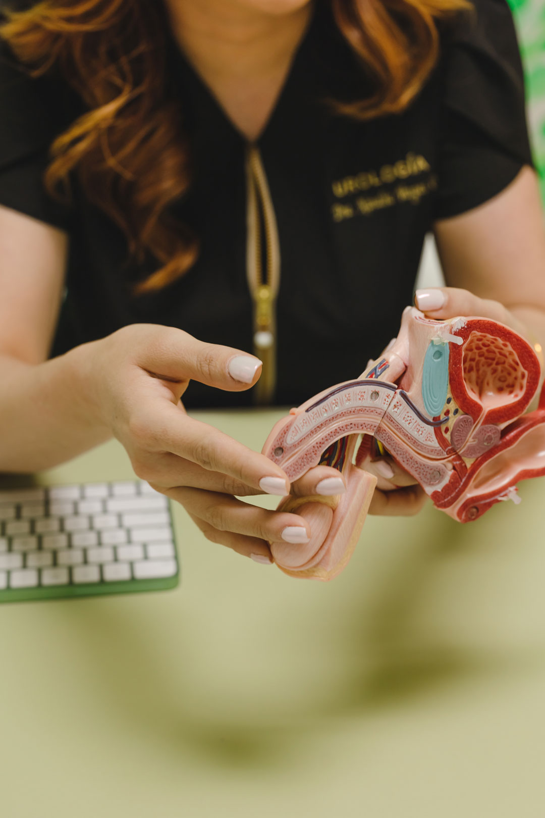 Modelo anatómico usado en consulta de urología